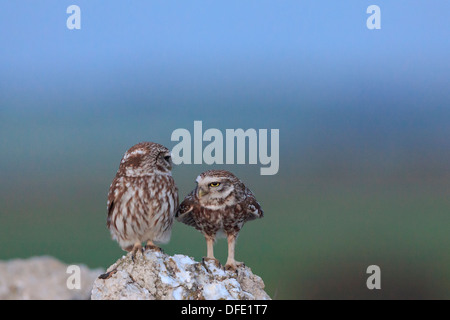 Civetta (Athene noctua) coppia nel comportamento di corteggiamento. Lleida. La Catalogna. Spagna. Foto Stock