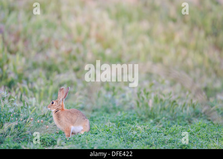 I giovani europei coniglio (oryctolagus cuniculus) sull'erba. Lleida. La Catalogna. Spagna. Foto Stock