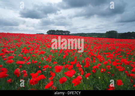 Campo di papaveri comune, Papaver rhoeas. Northamptonshire. Foto Stock