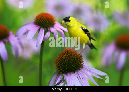 Cardellino, American - maschio su purple coneflower Foto Stock