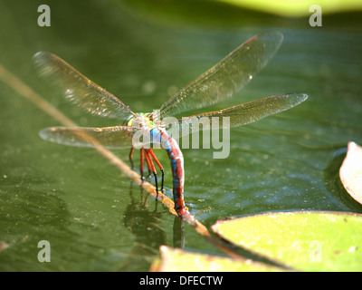 Dragonfly galleggianti sulla superficie dell'acqua Foto Stock