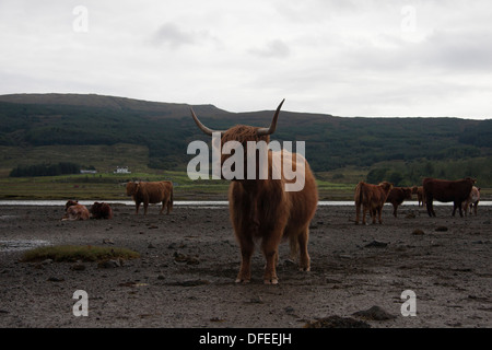 Highland vacche in mare loch. Isle of Mull. Scozia Foto Stock