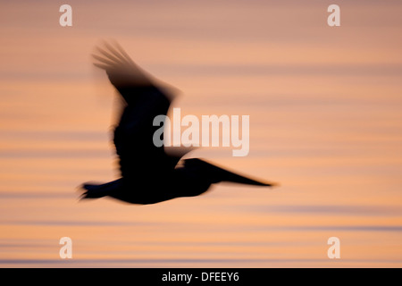 Pellicano marrone (Pelecanus occidentalis) silhouette in volo - Alafia banche, Florida. Foto Stock