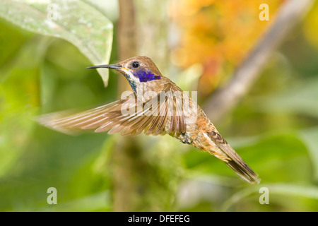 Brown Violetear Hummingbird (Colibri delphinae) in volo - Mindo, Ecuador. Foto Stock