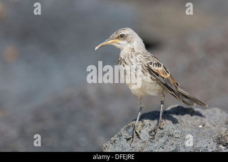 Le Galapagos Mockingbird (Mimus parvulus) - Santa Cruz, Isole Galapagos. Foto Stock