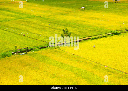 BEAUTIFFUL campi di riso a Bali, Indonesia. Foto Stock