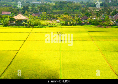 BEAUTIFFUL campi di riso a Bali, Indonesia. Foto Stock