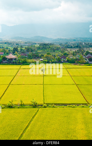 BEAUTIFFUL campi di riso a Bali, Indonesia. Foto Stock