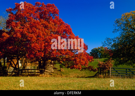 Bianco enorme quercia (Quercus alba) con fogliame di autunno nel paese, recinto, Missouri, Stati Uniti d'America Foto Stock