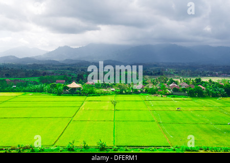 BEAUTIFFUL campi di riso a Bali, Indonesia. Foto Stock