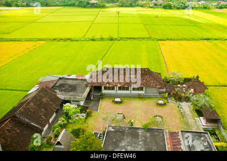 BEAUTIFFUL campi di riso a Bali, Indonesia. Foto Stock