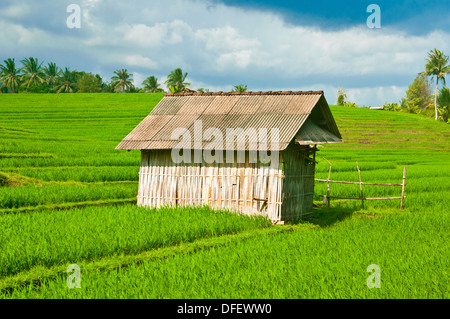 BEAUTIFFUL campi di riso a Bali, Indonesia. Foto Stock