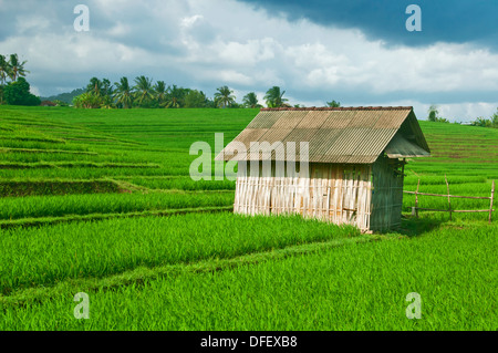 BEAUTIFFUL campi di riso a Bali, Indonesia. Foto Stock