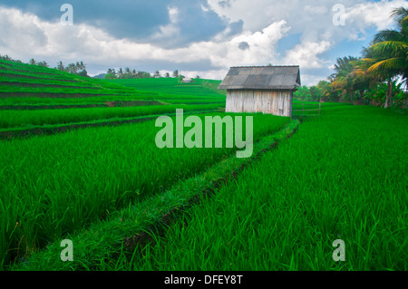 BEAUTIFFUL campi di riso a Bali, Indonesia. Foto Stock