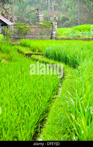 BEAUTIFFUL campi di riso a Bali, Indonesia. Foto Stock