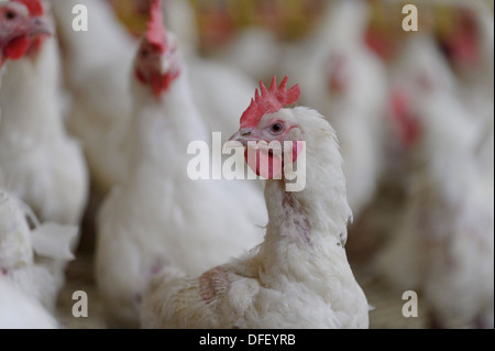 La produzione di pollame unità. Foto Stock