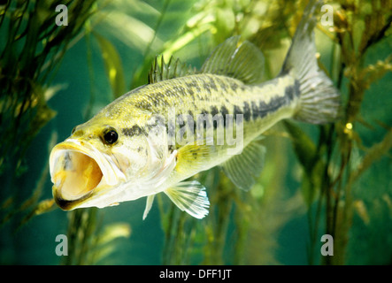 Largemouth bass con la bocca aperta a sbadiglio o sciopero esca Foto Stock