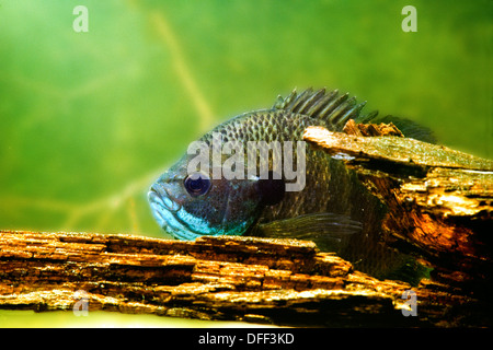 Bluegill - hiding by sunken log Foto Stock