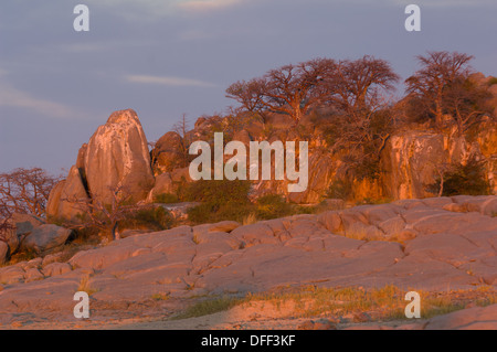Alberi di baobab e rocce di granito rosso incandescente al tramonto, Kubu Island (Lekhubu), Makgadikgadi Pan, Botswana Foto Stock