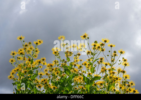 Margherite giallo su un cielo nuvoloso scuro dello sfondo. Foto Stock