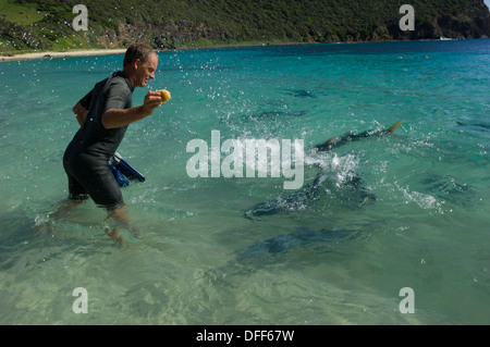 Il gigante di alimentazione Limanda Kingfish (Seriola lalandi lalandi) su Ned spiaggia dell Isola di Lord Howe, NSW, Australia Foto Stock