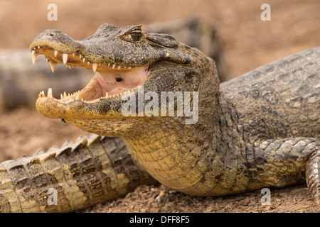Foto di stock di un caimano spectacled appoggiato su di una spiaggia con la bocca aperta. Foto Stock