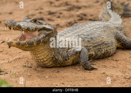 Foto di stock di un caimano spectacled appoggiato su di una spiaggia con la bocca aperta. Foto Stock