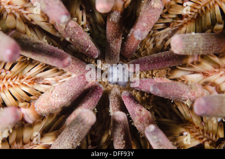 Eucidaris tribuloside satellite urchin macro bocca subacquea dettaglio Foto Stock