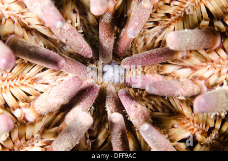Eucidaris tribuloside satellite urchin macro bocca subacquea dettaglio Foto Stock