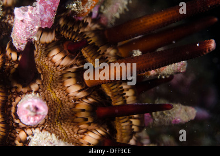 Eucidaris tribuloside satellite urchin subacquee macro Foto Stock