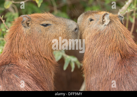 Foto di stock di primo piano di due adulti capybaras. Foto Stock