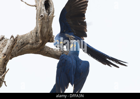 Giacinto macaws giocando su un ramo, Pantanal, Brasile. Foto Stock