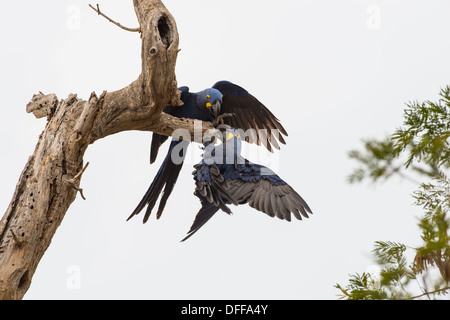 Giacinto macaws giocando su un ramo, Pantanal, Brasile. Foto Stock