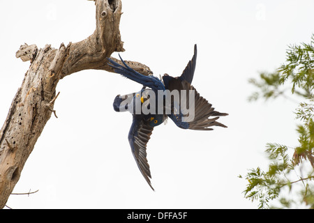 Giacinto macaws giocando su un ramo, Pantanal, Brasile. Foto Stock