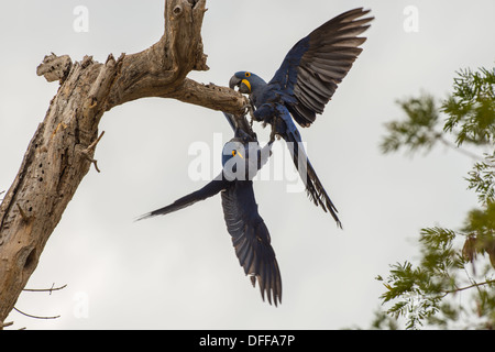 Giacinto macaws giocando su un ramo, Pantanal, Brasile. Foto Stock