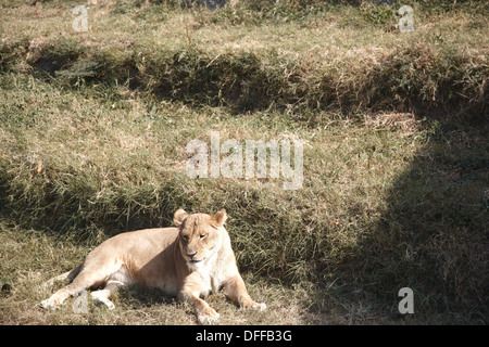 Leone nella fauna selvatica. L'Africa. La foto in orizzontale Foto Stock