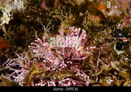 Articolato alghe coralline Alacatrazes subacquei isola, Sao Sebastiao Sao Paulo membro a riva, Brasile Foto Stock