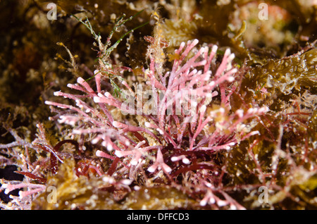 Articolato alghe coralline Alacatrazes subacquei isola, Sao Sebastiao Sao Paulo membro a riva, Brasile Foto Stock