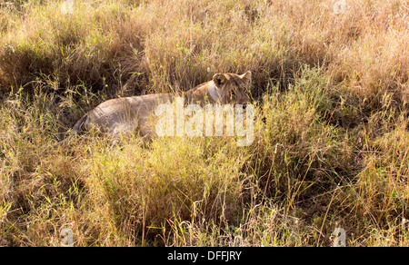 Leonessa a nascondere in erba nel Serengeti riserva nazionale in Tanzania, Africa Foto Stock