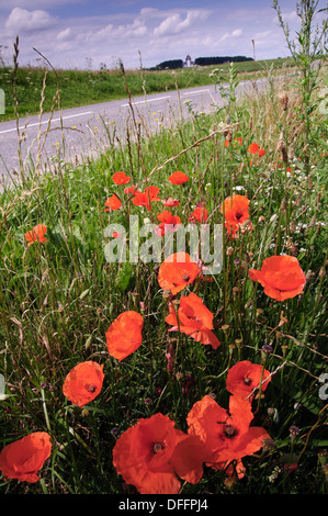 Papaveri sul ciglio della strada vicino al Memoriale Theipval sul campo di battaglia di somme in Francia Foto Stock