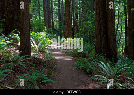 Redwoods, abete di Douglas e le felci linea il trail a Redwoods Oregon Trail in Siskiyou National Forest vicino Brookings, Oregon. Foto Stock