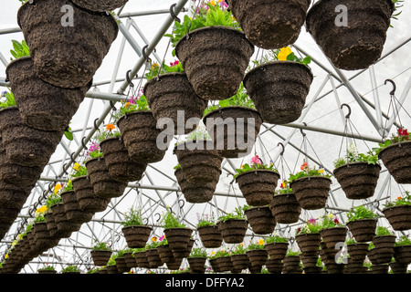 Vasi di piante annue piantate appeso in serra vivaio, Oregon Foto Stock