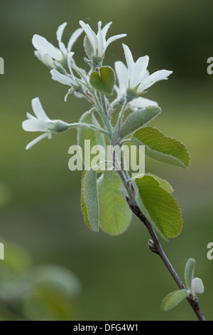 Snowy mespilus, Amelanchier Ovalis Foto Stock