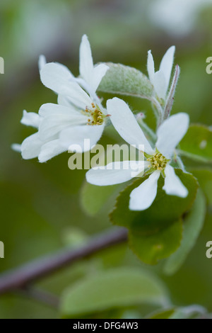 Snowy mespilus, Amelanchier Ovalis Foto Stock