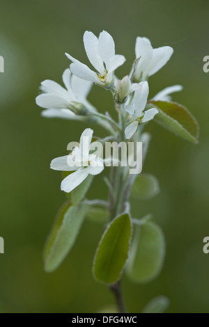 Snowy mespilus, Amelanchier Ovalis Foto Stock