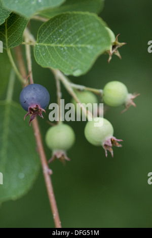 Snowy mespilus, Amelanchier Ovalis Foto Stock