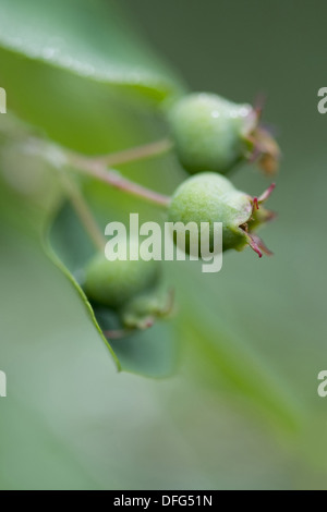 Snowy mespilus, Amelanchier Ovalis Foto Stock