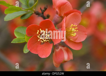 Giapponese di mela cotogna, chaenomeles japonica Foto Stock