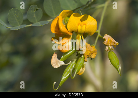 Vescica comune senna, colutea arborescens Foto Stock