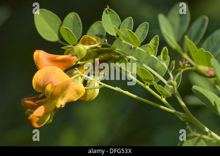 Vescica comune senna, colutea arborescens Foto Stock